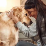 How to Desensitize Dogs to Fireworks and Thunderstorms: Sound Therapy & Thundershirts