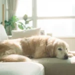 Canine Cognitive Dysfunction (CCD): Managing Dementia and Sleep Cycle Changes in Senior Dogs