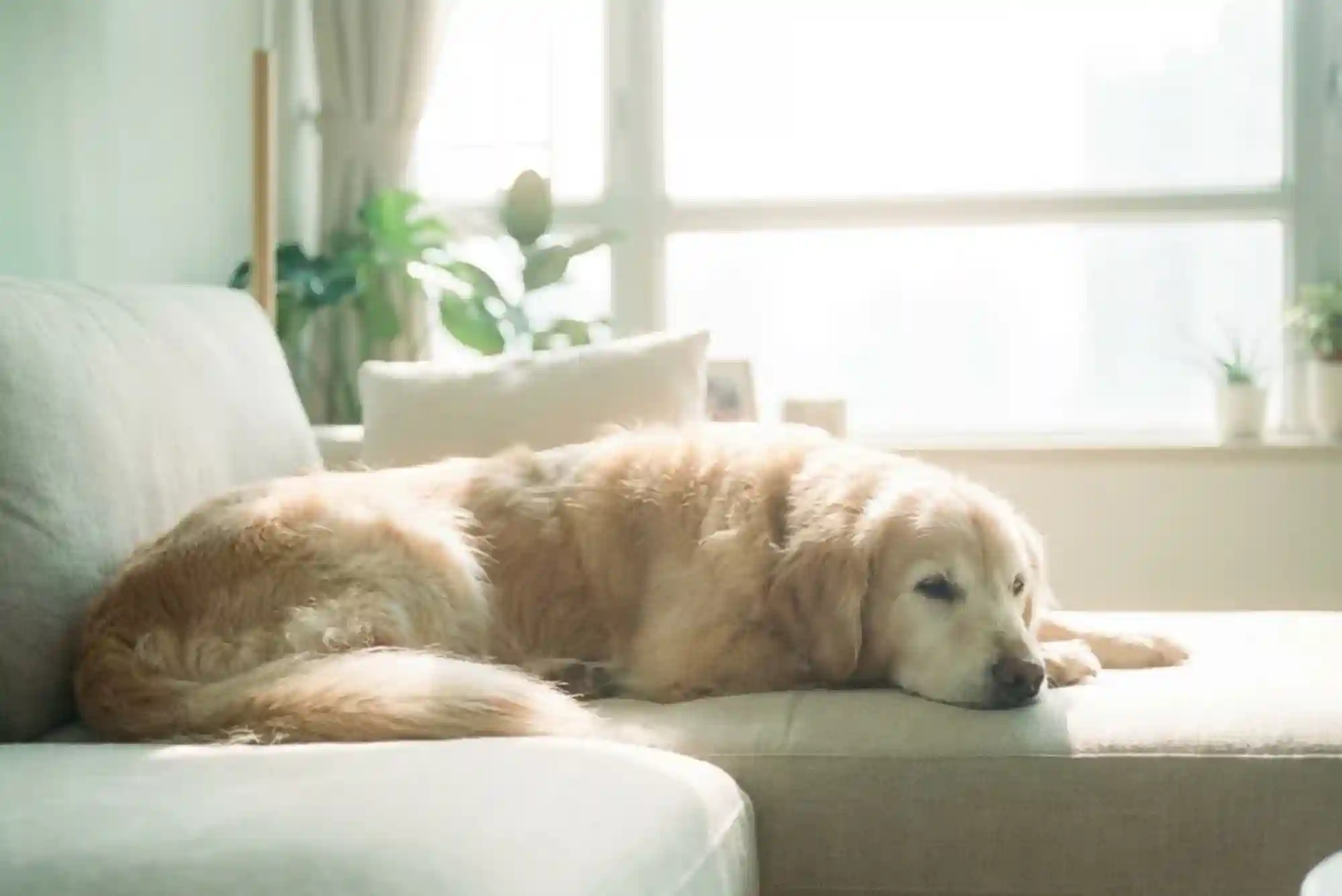Canine Cognitive Dysfunction (CCD): Managing Dementia and Sleep Cycle Changes in Senior Dogs