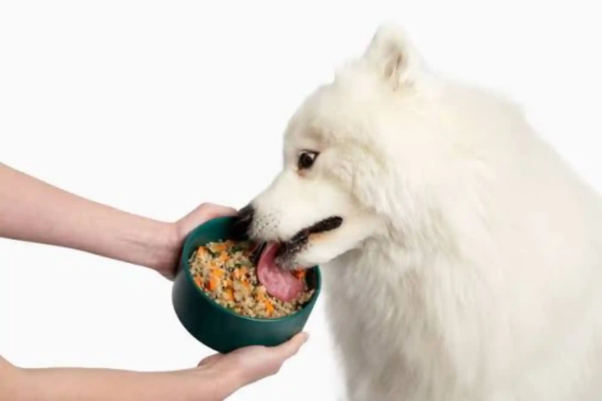 Canine Pancreatitis Emergency Symptoms: High-Fat Food Dangers and Low-Fat Recovery Diet