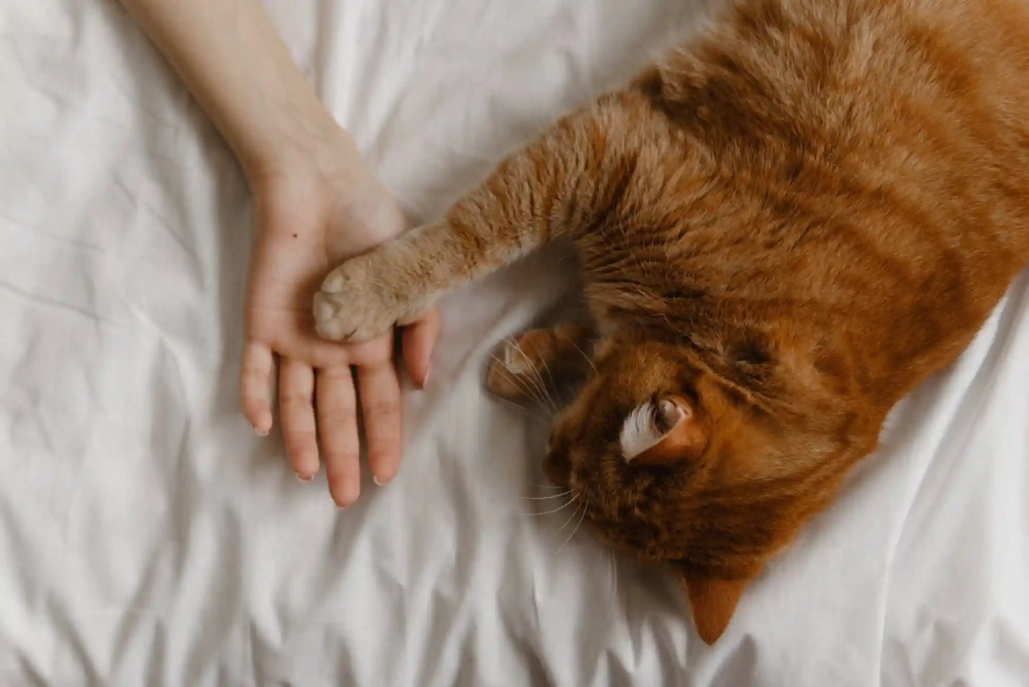 Feline Chronic Kidney Disease (CKD) Stage 3 & 4: Subcutaneous Fluids and Phosphorus Binders