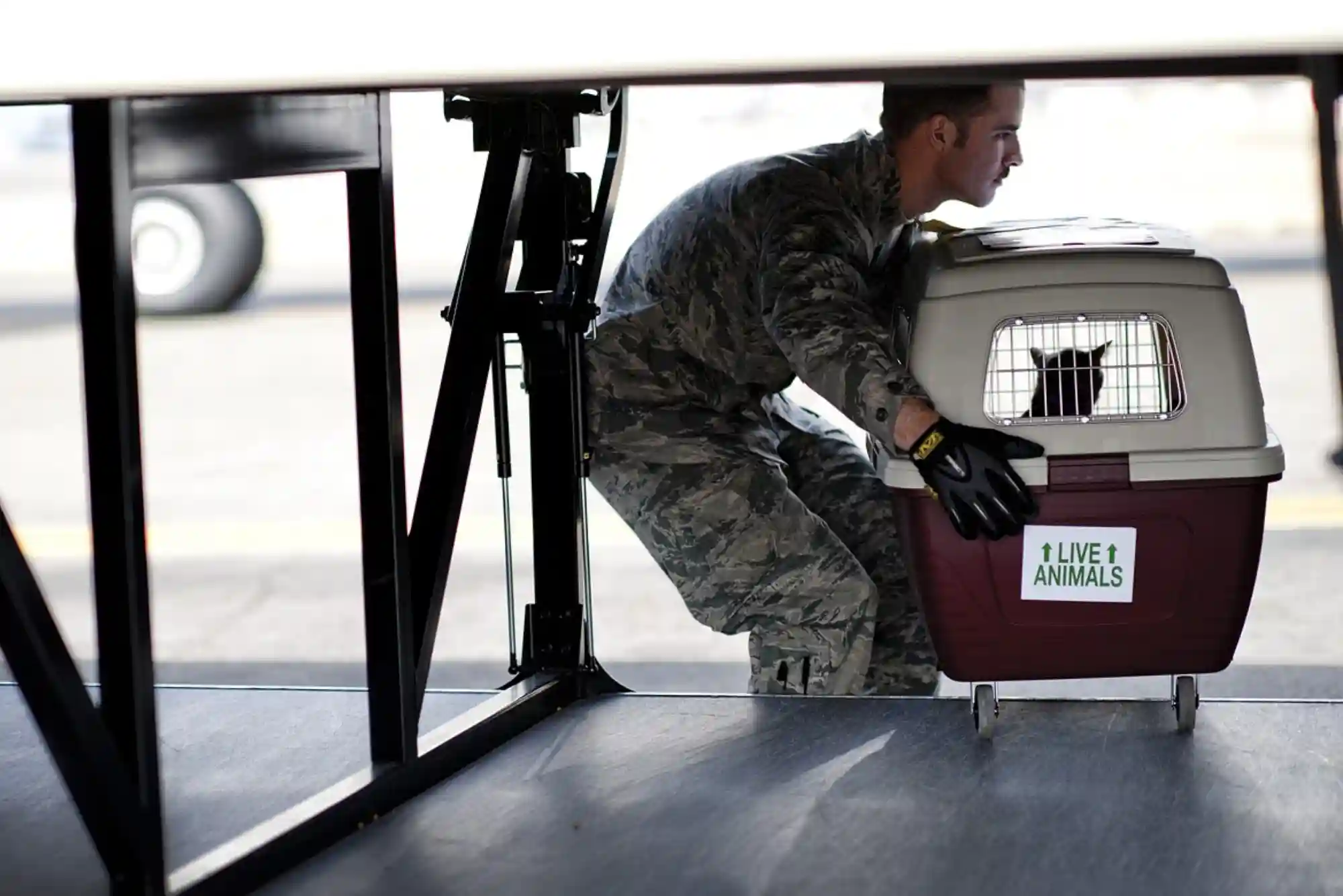 Flying With Dogs as Checked Baggage or Cargo: Temperature Embargoes and Crate Specs