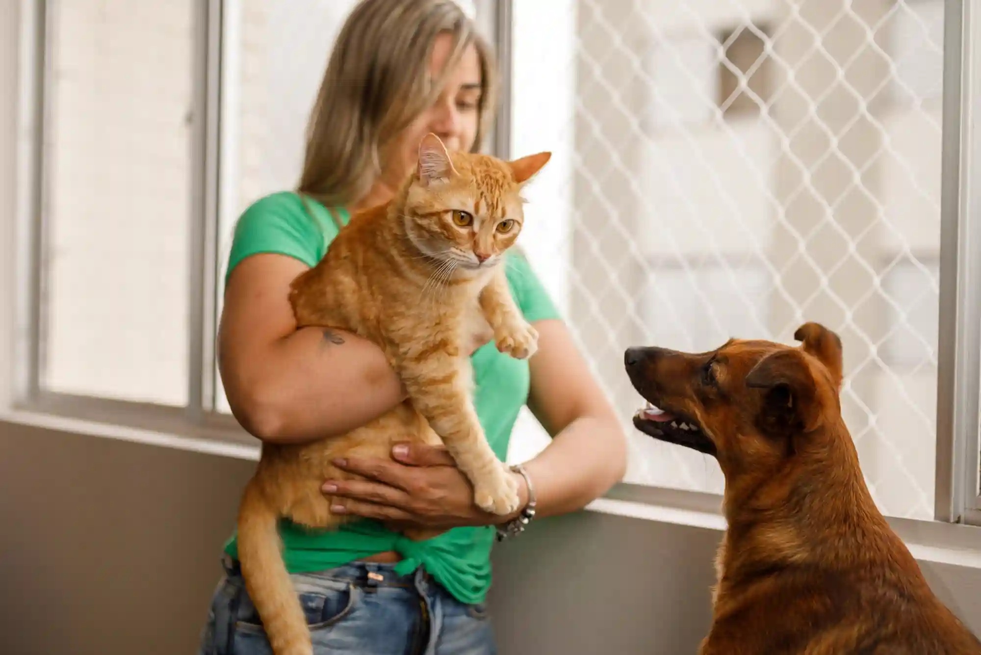 How to Introduce a New Cat to a Dog: Scent Swapping and Visual Barrier Protocols