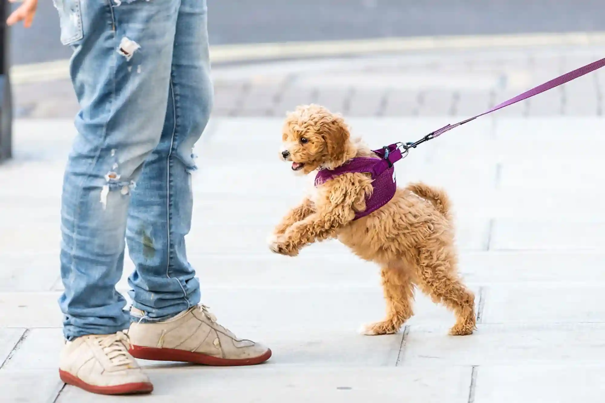 How to Stop a Puppy from Biting Ankles and Pant Legs During Walks