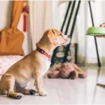 Resource Guarding in Dogs: How to Stop Food and Toy Aggression with Trade Drills