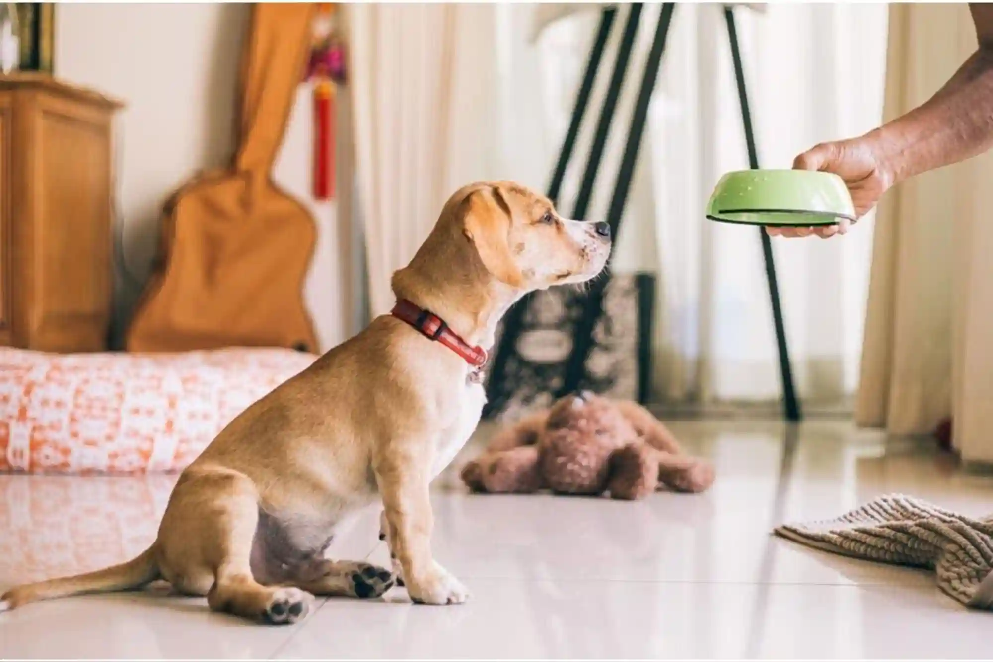 Resource Guarding in Dogs: How to Stop Food and Toy Aggression with Trade Drills